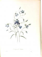 Redouté fruits and flowers 05/24